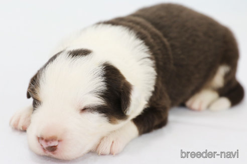 成約済の神奈川県のボーダーコリー-319175の10枚目